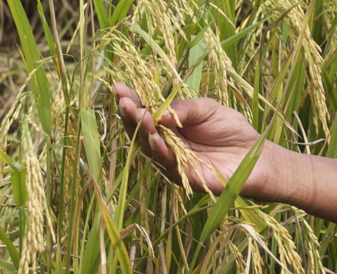 Nông dân trồng lúa Thái Lan vừa tăng năng suất lại vừa giảm chi phí sản xuất bằng cách áp dụng công nghệ san lấp đất bằng laser. Ảnh: BKP