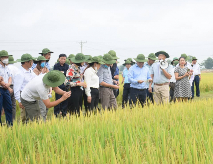 Hội thảo đầu bờ tại xã Hoa Thành (Yên Thành, Nghệ An) là dịp để đánh giá chính xác hiệu quả của bộ đôi giống lúa thuần HDT10 và HD11. Ảnh: Xuân Hoàng.