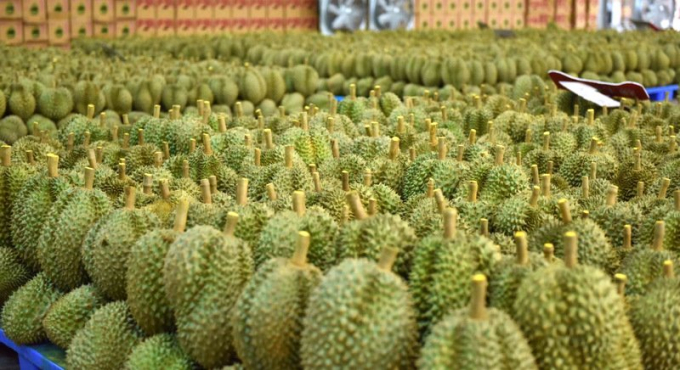 Sầu riêng và nhiều loại trái cây Thái Lan đang tắc đường sang Trung Quốc. Ảnh: TL.