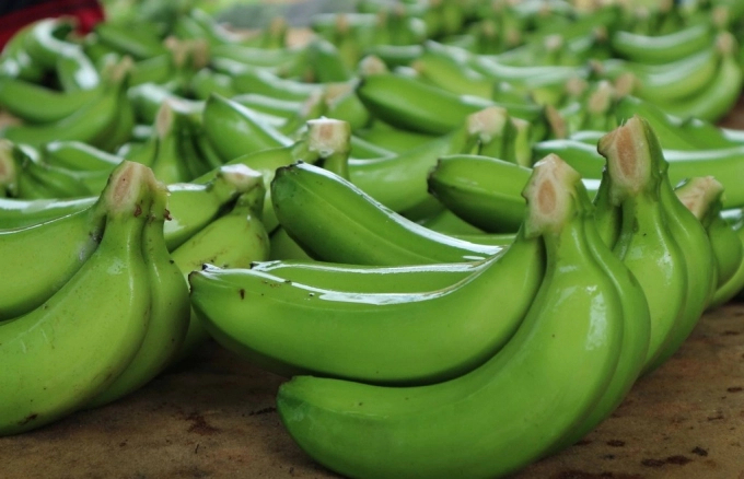 Vietnam's banana imports into Japan increased sharply over the first 3 months of this year. Photo: TL.