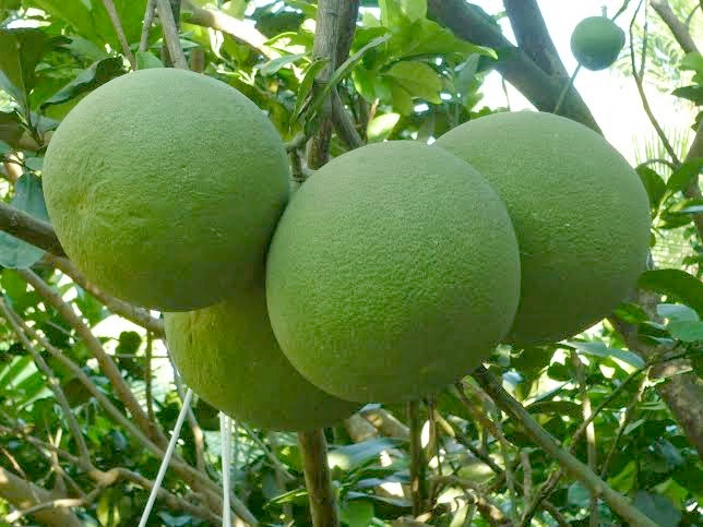 Vietnamese pomelos are facing the opportunity to be exported to New Zealand.