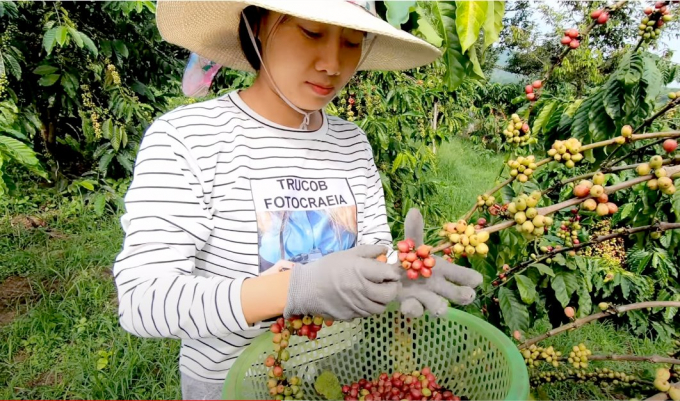 Harvesting coffee in Lam Dong. Photo: Nguyen Thuy.