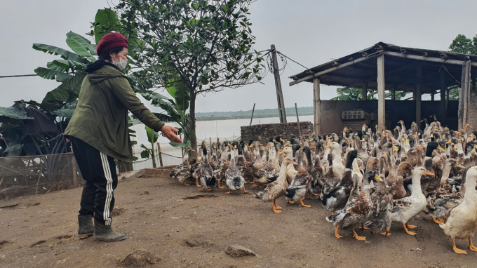 The livestock sector in Hai Phong is not commensurate with its potential. Photo: Dinh Muoi.