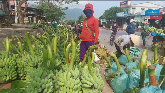 Many households have considered discarding Siamese banana gardens. Photo: Vo Dung.