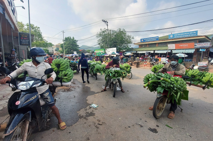 A solution is required in order to consume bananas for Huong Hoa farmers. Photo: Vo Dung.