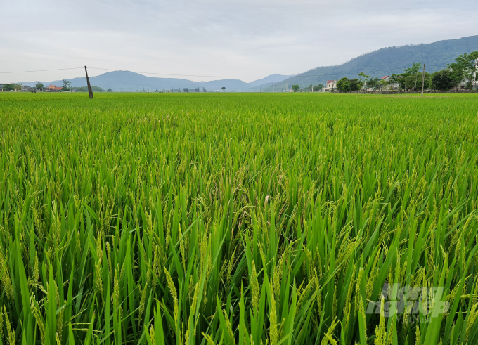Quá trình xả nước phải đáp ứng tưới cho diện tích hơn 95.000 ha đất nông nghiệp của tỉnh Nghệ An. Ảnh: Việt Khánh.