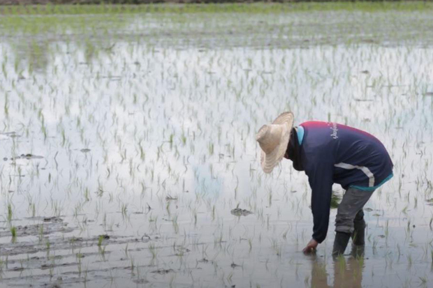 Ngành nông nghiệp Thái Lan vẫn đang nỗ lực hỗ trợ nông dân cắt giảm chi phí sản xuất lúa, đồng thời cải thiện bộ giống tốt để tạo ra các sản phẩm gạo chất lượng cao. Ảnh: BKP