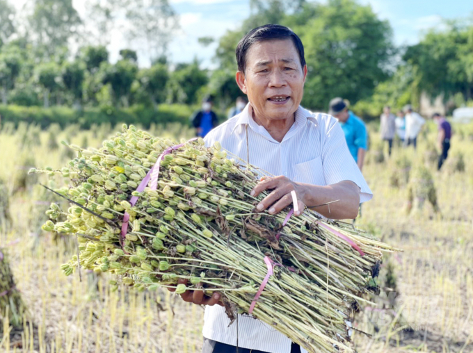 Thực hiện các mô hình để tuyển chọn giống mè có năng suất cao và phát triển kỹ thuật canh tác chuẩn tại tỉnh Đồng Tháp. Ảnh: Lê Hoàng Vũ.