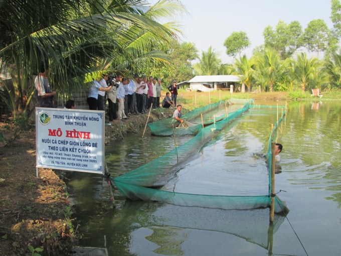 Trung tâm Khuyến nông tỉnh Bình Thuận xây dựng mô hình cuỗi liên kết nuôi cá ché giòn lồng bè. Ảnh: KS.
