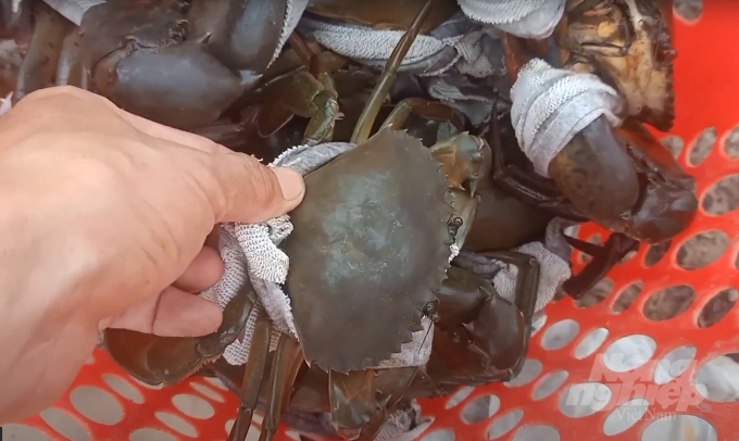 Sea crabs being farmed in Can Giuoc, Long An. Photo: Thanh Son.