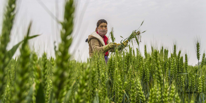 Hình ảnh được cắt từ clip cảnh nông dân Trung Quốc thu hoạch lúa mì non gây tranh cãi suốt mấy ngày vừa qua. Nguồn: sixthtone
