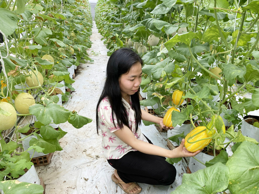 Trồng dưa lưới trong nhà màng ở Hậu Giang. Ảnh: Lê Hoàng Vũ.