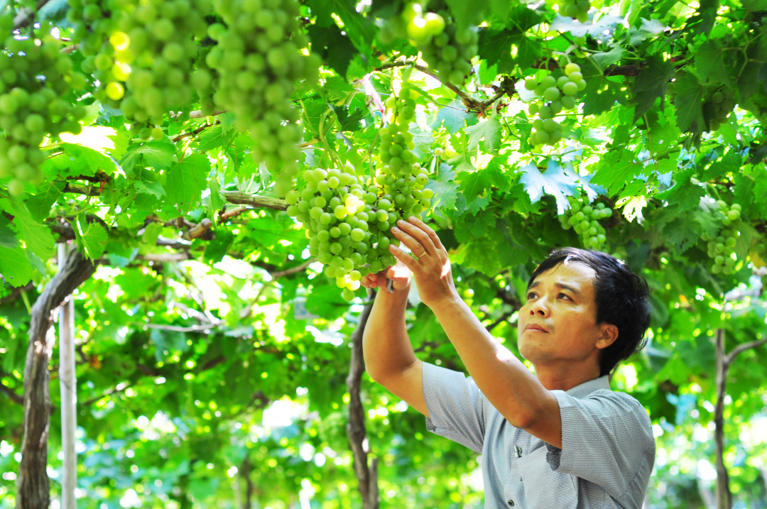 Mô hình sản xuất nho trong nhà màng công nghệ cao tại tỉnh Ninh Thuận. Ảnh: Minh Hậu.