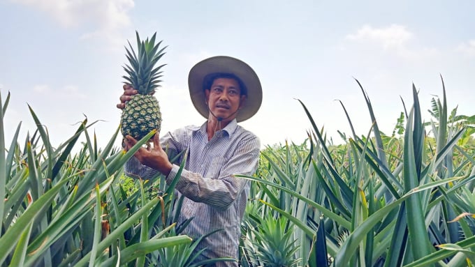 Mr. Lam Van Lam was excited when the yield of this year's MD2 pineapple harvest was higher than expected, and the output was consumed by businesses, so he was not afraid of risks. Photo: Kim Anh.
