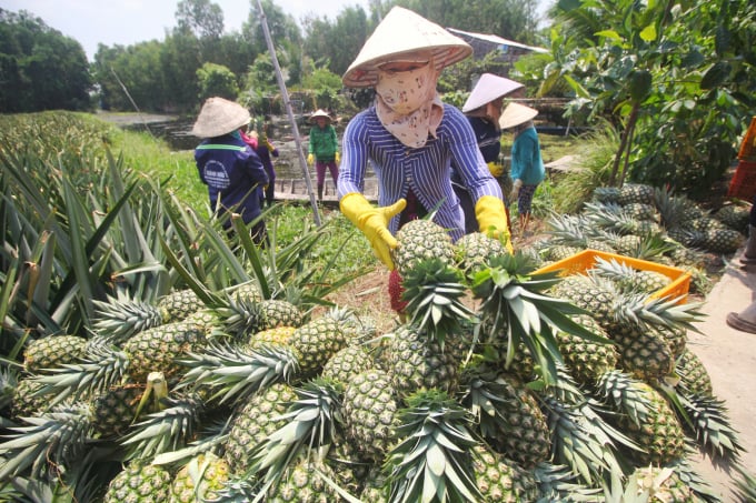 Farmers in Phuong Thanh hamlet, Phuong Binh commune, Phung Hiep district, Hau Giang province are busy and eager on the day of pineapple harvest. Photo: Kim Anh.