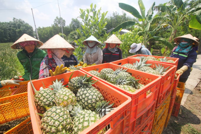 MD2 pineapples after harvest will be transported directly to the processing plant. Photo: Kim Anh.
