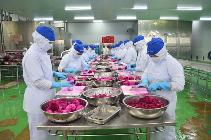 Dragon fruit preliminary processing facility for export in Long An province.