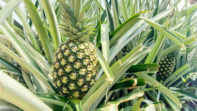 MD2 pineapples are grown following GlobalGAP standards, heavy in weight, sweet, juicy, to mainly serve the export market. Photo: Kim Anh.