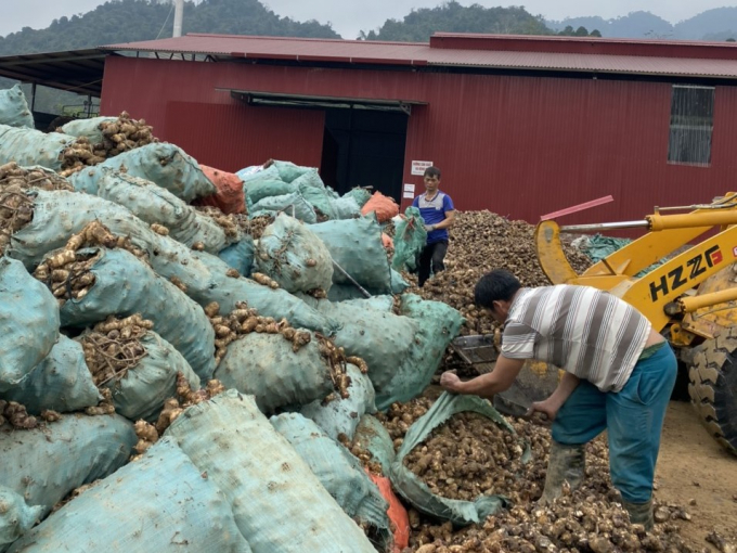 Tai Hoan Cooperative currently buys arrowroot tubers from 360 ethnic minority households in Bac Kan province. Photo: Toan Nguyen.