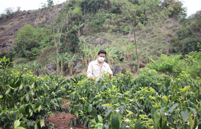 To ensure the quality of processed coffee products, the cooperative regularly invites technical staff to the plantations to supervise and guide farmers on the correct standard process. Photo: Trung Quan.