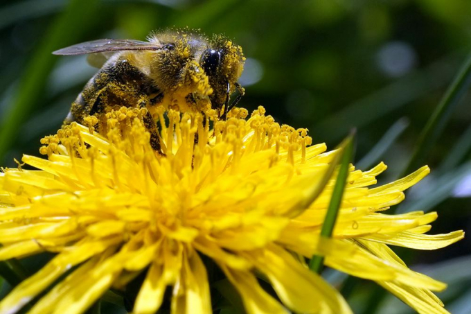 A bee searches for pollen on a flower during a sunny spring day in Belgrade, Serbia, Friday, April 8, 2022. A study published in the journal Nature on Wednesday, April 20, 2022 says habitat loss from big agriculture and climate change are combining to threaten the world's insects. Photo: Darko Vojinovic