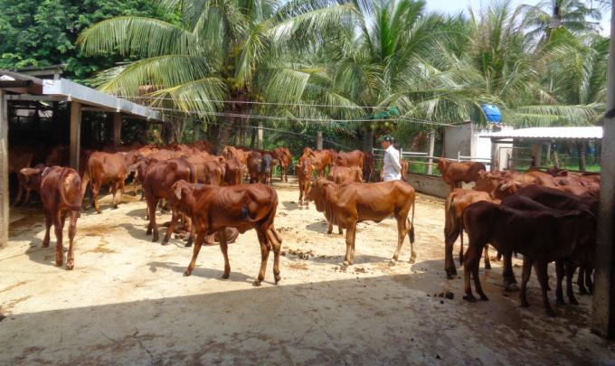 Nông dân đi lựa bò tại HTX Nông nghiệp Mỹ Chánh (Bến Tre). Ảnh: Hữu Đức.