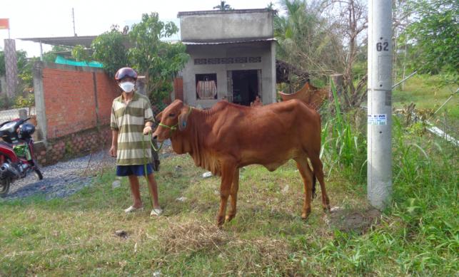 Bàn giao bò cho nông dân. Ảnh: Hữu Đức.