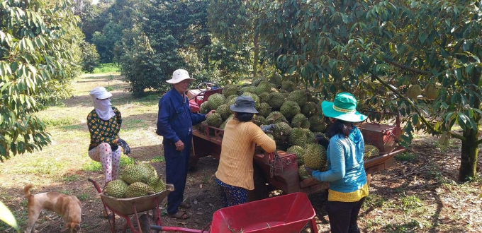 Mr. Ba Dao next to his family's durian farm. Photo: Tran Trung.