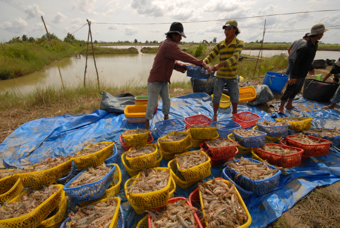 The implementation of the rice-shrimp model adapting to climate change is being developed strongly in the Mekong Delta. Photo: Le Hoang Vu.