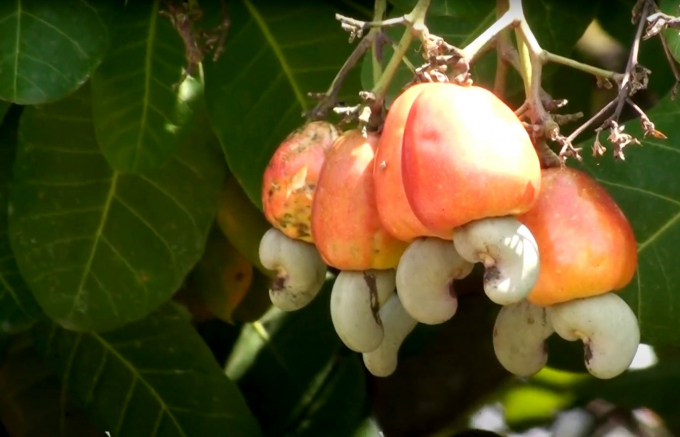 Cashews are growing in an orchard in Binh Phuoc. Photo: Tran Trung.