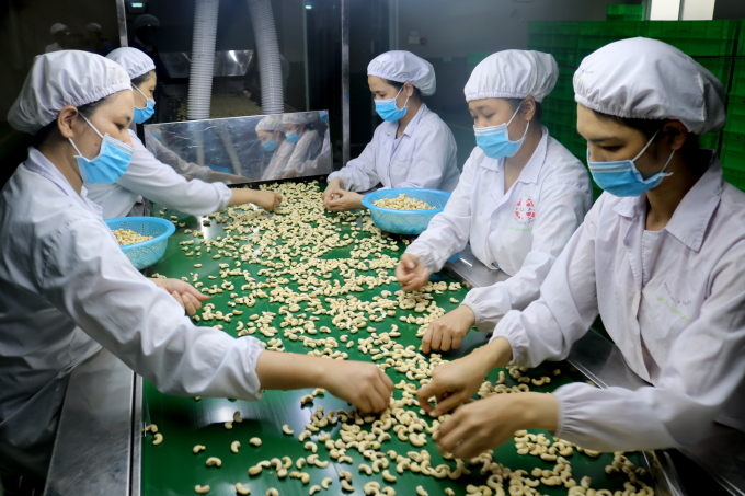 Processing cashew kernels for export in Binh Phuoc. Photo: Thanh Son.