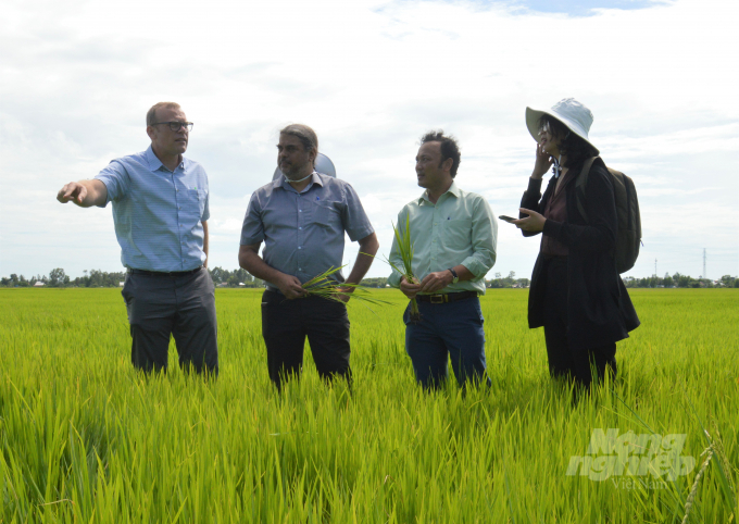 Các đại biểu đã đi tham quan thực địa tại Hợp tác xã Nông nghiệp Kênh 7 A, đơn vị đang sản xuất lúa theo tiêu chuẩn VietGAP, định hướng theo tiêu chuẩn SRP. Ảnh: Trung Chánh.