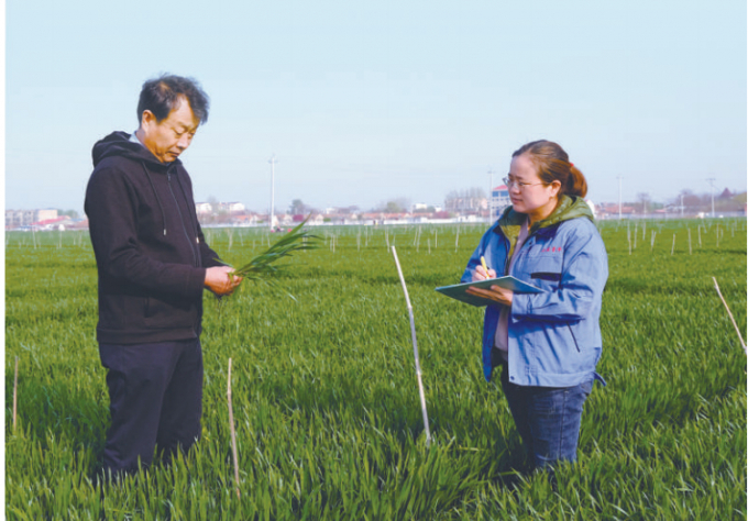Một loại hạt giống lúa mì đã trải qua hành trình lai tạo bằng công nghệ bức xạ vũ trụ bằng tàu vũ trụ Thần Châu-7 đang được trồng thí điểm trên một cánh đồng. Ảnh: People's Daily