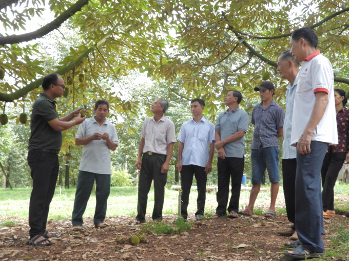 Technical staff from Loc Troi Group instructing members of Minh Tam cooperative group on methods to take care of durian farms in the rainy season. Photo: Tran Trung.