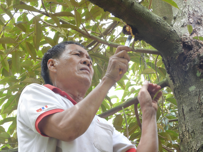 Mr. Nguyen Duc Hanh, leader of the Minh Tam durian cooperative group, demonstrating the removal of stem borers using manual but highly effective techniques. Photo: Tran Trung.