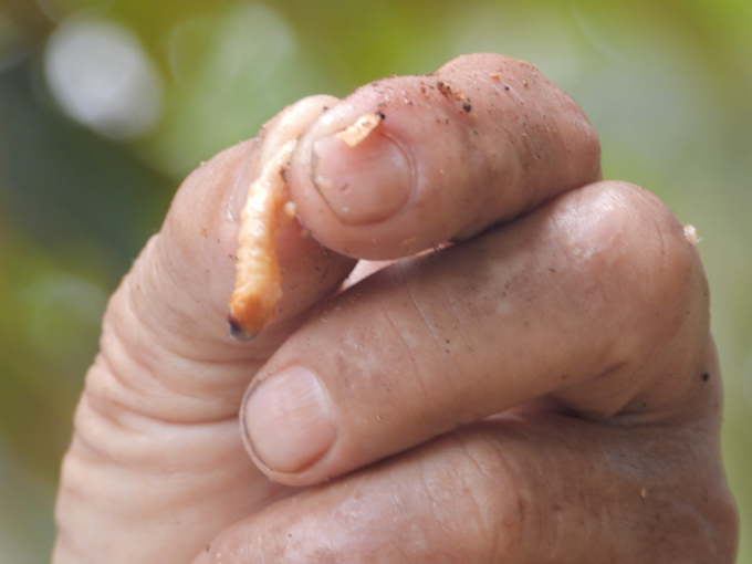 Stem borer, a difficult pest to treat not exclusive to durian trees, is handled by Mr. Hanh's techniques. Photo: Tran Trung.