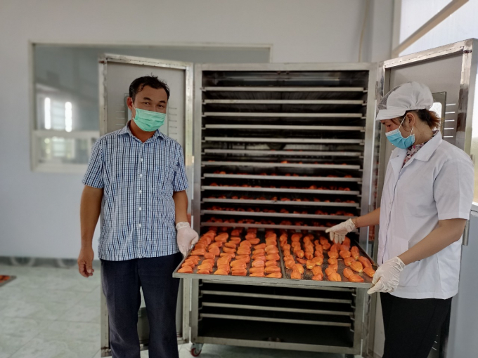 After preliminary processing, jackfruit is put into a cold drying system. Photo: Tran Trung.