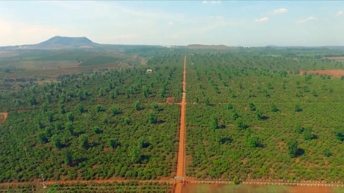 Agriculture is considered a strength of Gia Lai’s economic development.