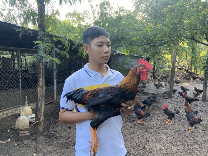 9x-giai-phau-ga-tim-benh-150113_237.jpg Nhờ chịu khó học hỏi, bây giờ Văn có thể 'giải phẫu' gà để xác định chính xác chúng bị bệnh gì. Ảnh: Hồng Thuỷ.