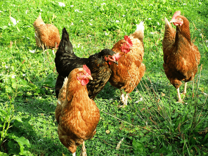 Những con gà nay có trọng lượng trên dưới 3kg, Văn xuất giá 92 ngàn đồng/kg, vì chúng được nuôi lâu hơn, thịt săn chắc, ngon hơn. Ảnh: Hồng Thuỷ.