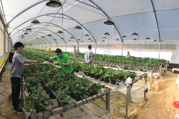 Các chuyên gia Rạng Đông lắp đặt hệ thống giải pháp Smart Farm chiếu sáng nông nghiệp công nghệ cao, công nghiệp chính xác tại Vườn dâu tây Đà Lạt.