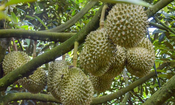Vietnamese durians bear a delicious taste and they are harvested all year round, with its peak season from July to October.