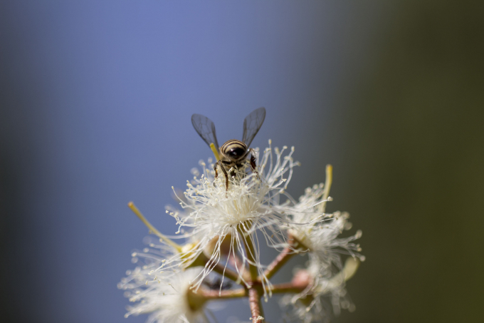 We must act collectively to support, restore and enhance the role of bees. Photo: FAO/Zinyange Auntony