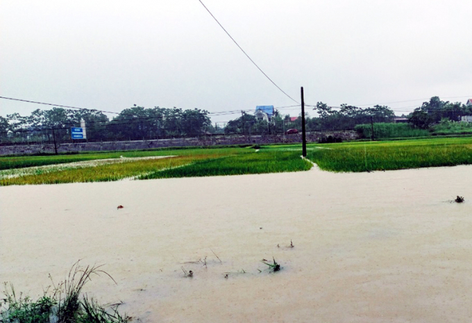 Mưa lớn làm nhiều diện tích hoa màu sắp thu hoạch bị ngập nước