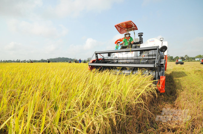 Trong vụ lúa hè thu 2022 nông dân trong Hợp tác xã Trường Phát ở huyện Tháp Mười – Đồng Tháp làm lúa được doanh nghiệp hỗ trợ đầu vào và cuối vụ bao tiêu. Ảnh: Lê Hoàng Vũ.