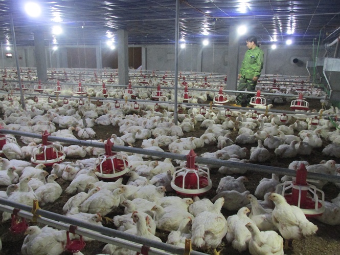 Chăn nuôi gà theo mô hình trang trại, áp dụng biện pháp an toàn sinh học có thể mang lại lợi nhuận hàng tỷ đồng mỗi năm. Ảnh: VV.