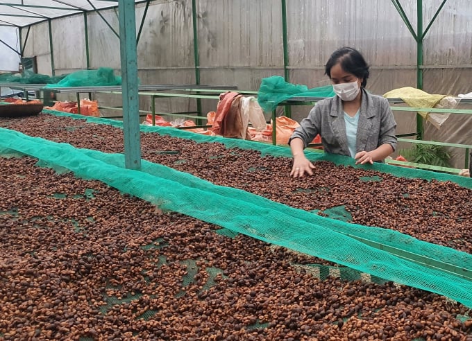 Processing specialty Arabica Khe Sanh coffee at Pun Coffee Co., Ltd. 