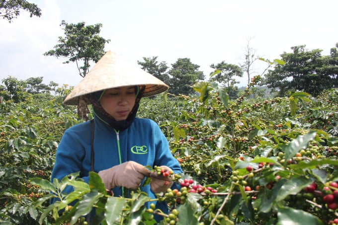 Quang Tri farmers harvest coffee. 
