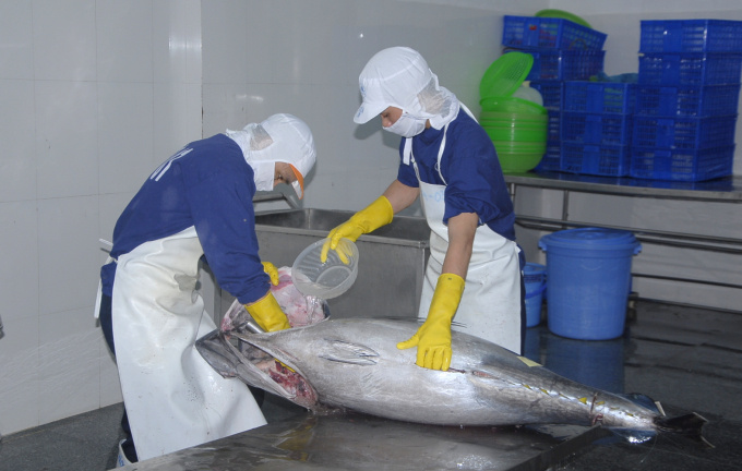 The application of nano bubble technology in post-harvest preservation of tuna helps to improve quality and meet export requirements. Photo: V.D.T.