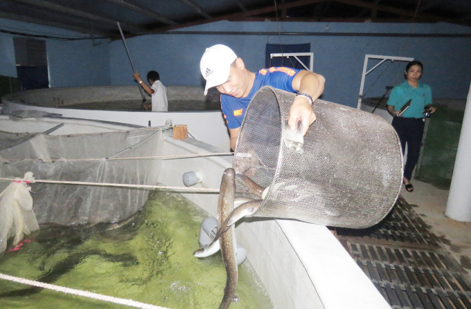 Freshwater eels are raised according to high-tech procedures in the coastal sandy area at the farm of Mr. Giang’s company. Photo: T.P.